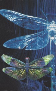 7th chakra Dragonfly 