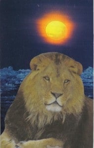 Lion